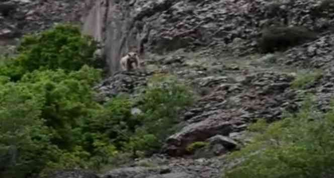 Tunceli’de 2 bozayı görüntülendi