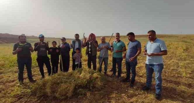 Siirt’te ilk hasat dualarla yapıldı, çiftçi bu yıl umduğunu buldu
