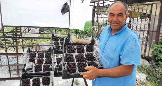 Sadece 5 dekardan 25 günde 300 bin lira kazanıyor