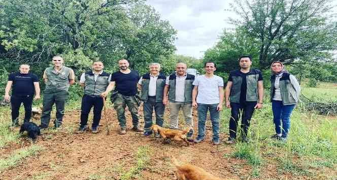 Uşak Orman İşletme Müdürlüğü’nde “Beyazımsı Trüf Mantarı” çalışmaları