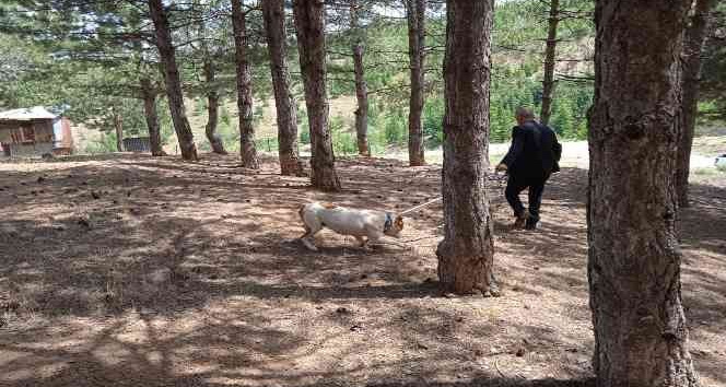 Bingöl’de başıboş pitbull, barınağa götürüldü