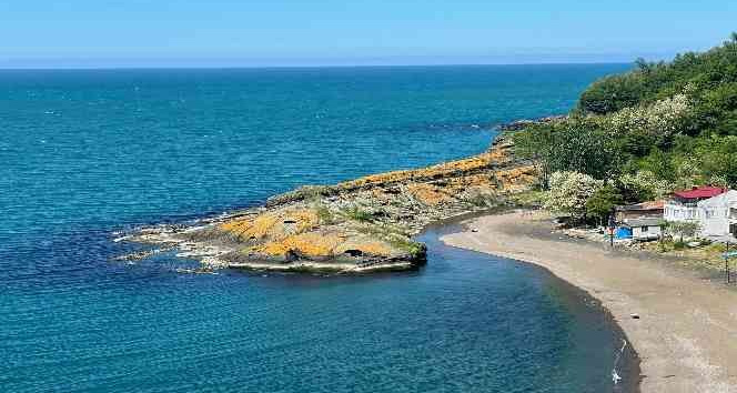 Görenler ’timsah’ sanıyor