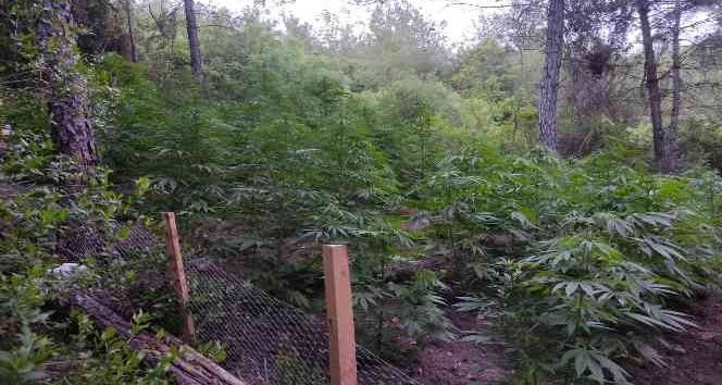 Ormanlık alana ekilen kenevirlere bakım yaparken suçüstü yakandılar