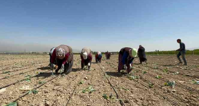 Niğde’de beyaz lahana dikimi başladı