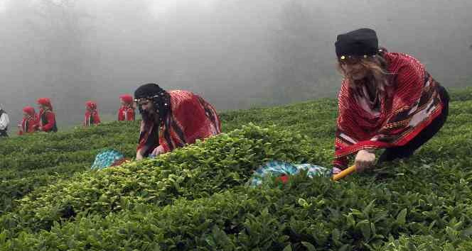 Fındığın başkenti Giresun’da çay hasadı başladı