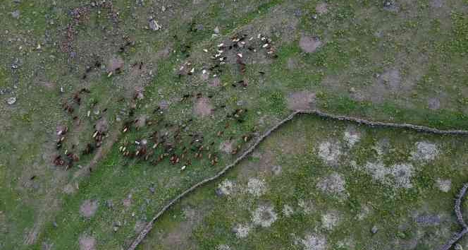 Iğdır’da yeşeren meralar koyun sürüleriyle şenlendi