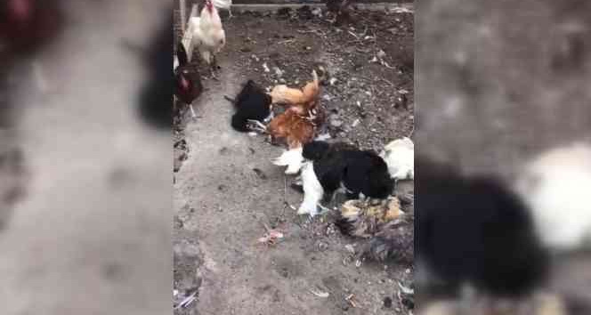 Başıboş sokak köpekleri bu kez tavukları hedef aldı