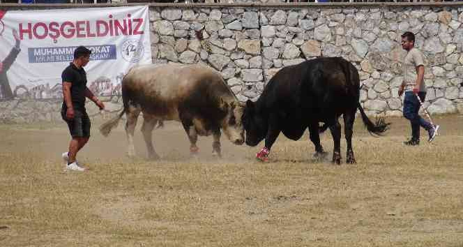 Milas’ta boğa güreşleri nefes kesti
