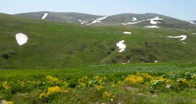 Ardahan’da yayla yolculuğu başladı