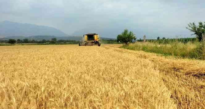 Buğday üreticisinin yüzü gülüyor