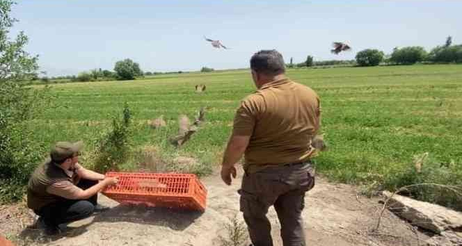 Iğdır’da doğaya 175 adet kınalı keklik bırakıldı