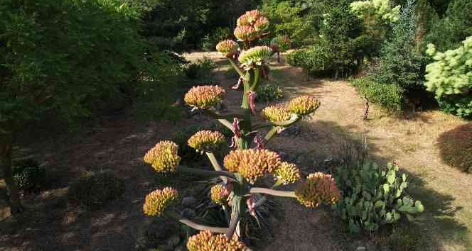 Toprak Dede’nin "sabır çiçeği" 40 yıl sonra açtı