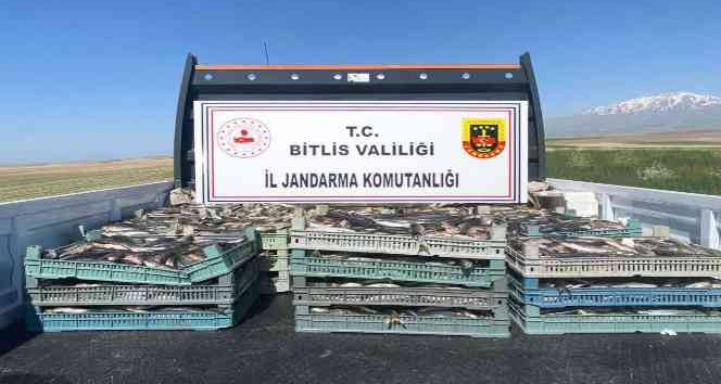 Bitlis’te kaçak avlanmış 2 ton 350 kilo inci kefali ele geçirildi