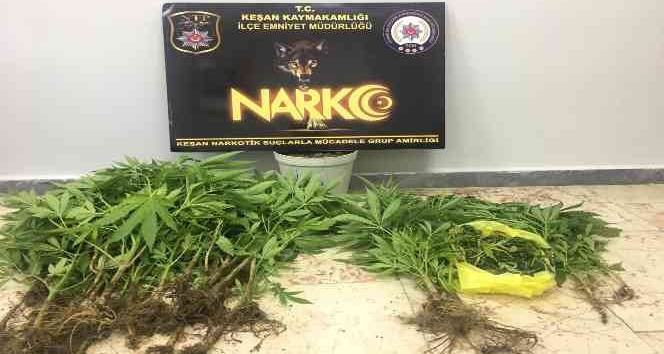 Keşan’da saksı içinde kenevir ele geçirildi
