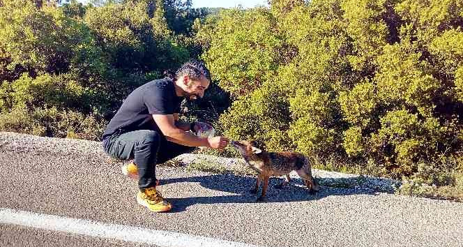 Yola fırlayan tilki sürücülerin maskotu oldu