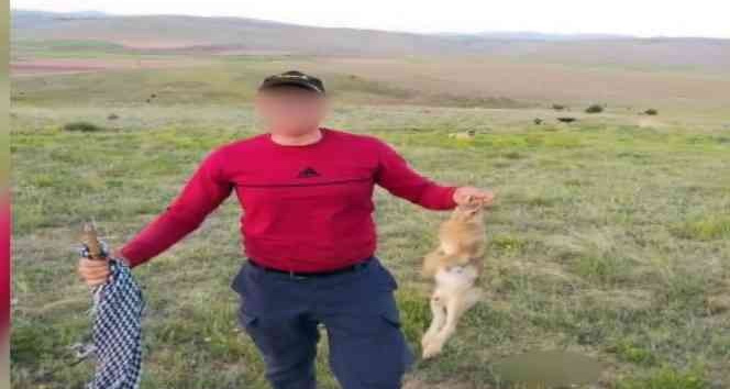 Vurdukları tavşanı köpeklere parçalattırıp sosyal medyada paylaştılar