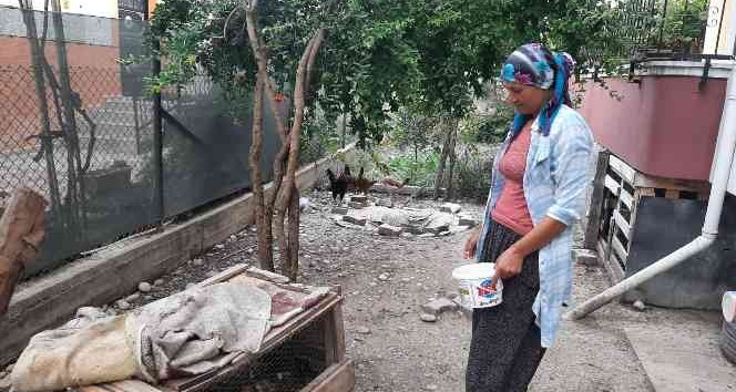 Civciv hırsızı kedi mahalleliyi canından bezdirdi