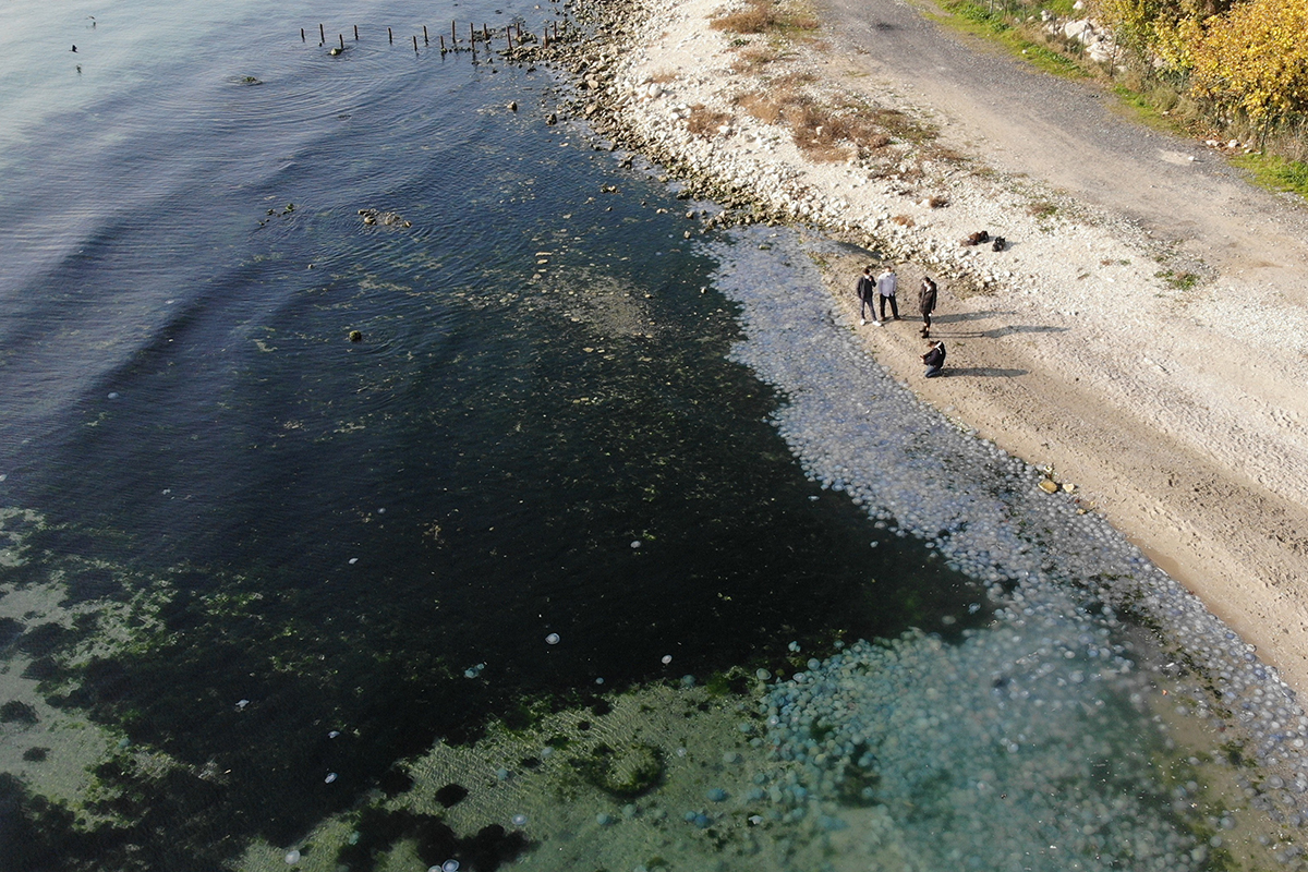 İstanbul’da Marmara Denizi’nde ‘Pusula Deniz Anası’ tehlikesi