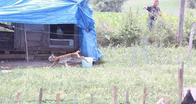 Tavuk kümesine gelen vaşak, balıkçı ağıyla yakalandı