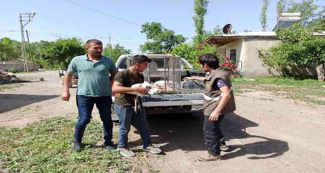 Iğdır’da yaralı leylek yavrusu tedavi altına alındı