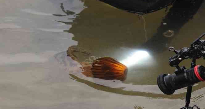 Yalova’da pusula denizanası uyarısı