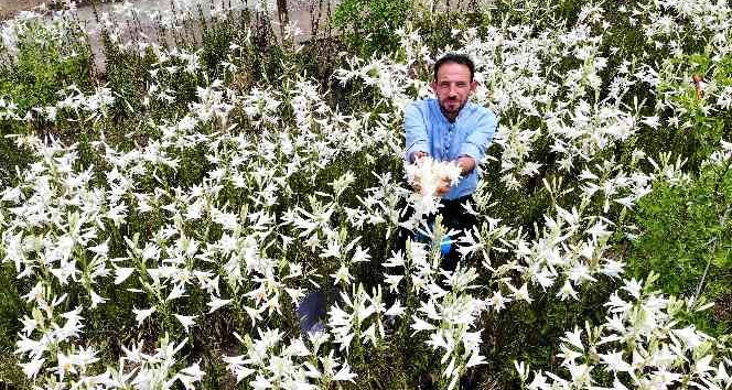 Tokat’ta, akzambak hasadı başladı