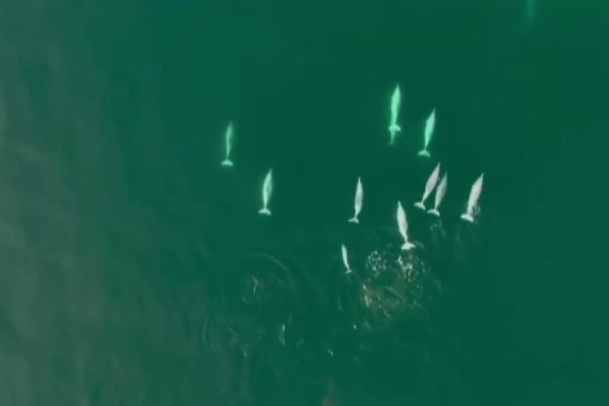 Çin kıyılarında ender rastlanan beyaz yunuslar görüldü