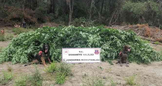 Osmaniye’de 55 bin kök kenevir bitkisi ele geçirildi