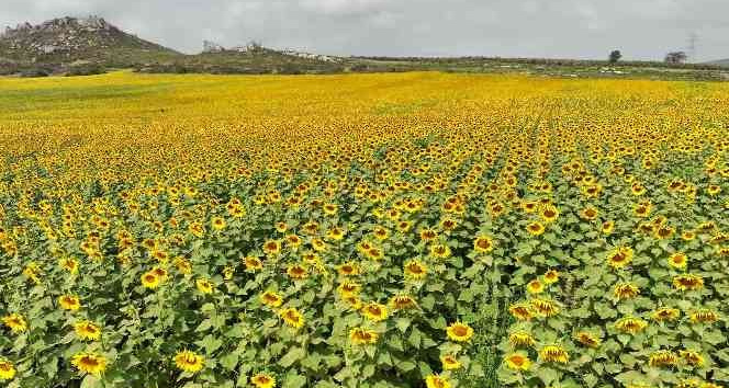 Çiçek açan ayçiçeği tarlaları görsel şölen sundu
