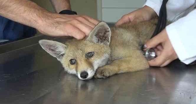 Annesiz kalan sevimli tilki ölmek üzereyken bulundu
