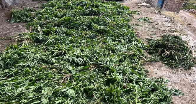 Mardin’de jandarma ekipleri 42,5 kilogram esrar ele geçirdi