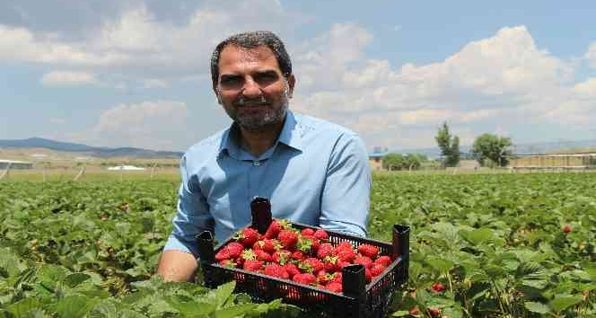 Devlet desteğiyle çilek bahçesi kurdu, hedefini 24 tona çıkardı