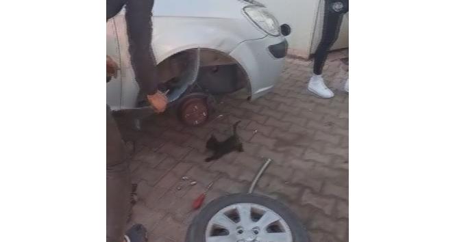 Otomobilin çamurluğuna sıkışan yavru kediyi esnaf kurtardı