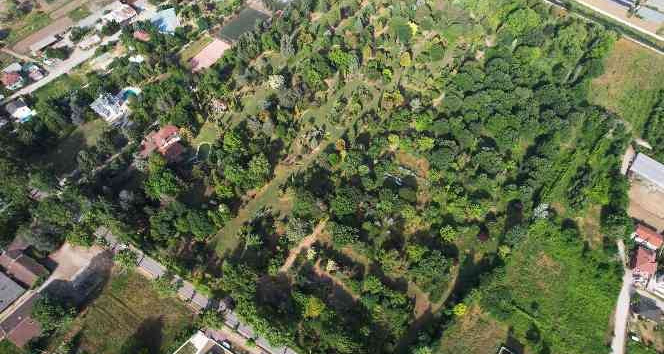 ’Toprak Dede’nin mirası ağaç müzesi ziyaretçilerini büyülüyor