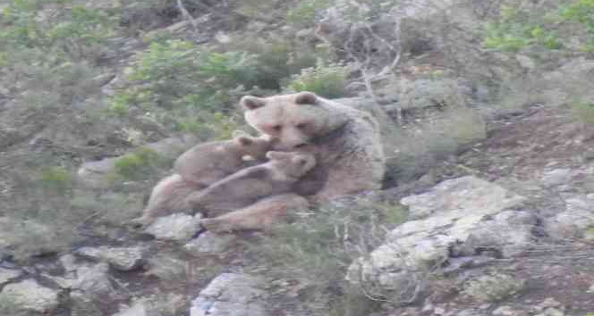 Yavrularını emziren anne ayı kameralara takıldı