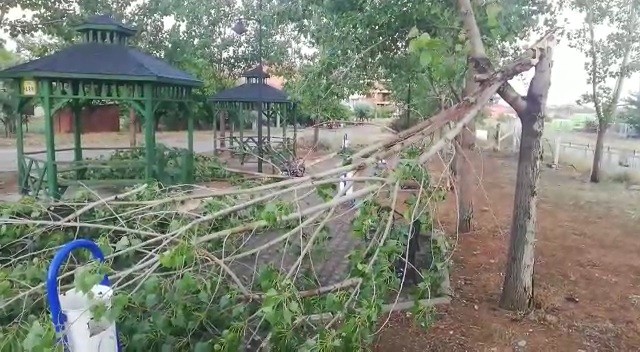 Uşak’ta şiddetli fırtına parktaki ağaçları devirdi