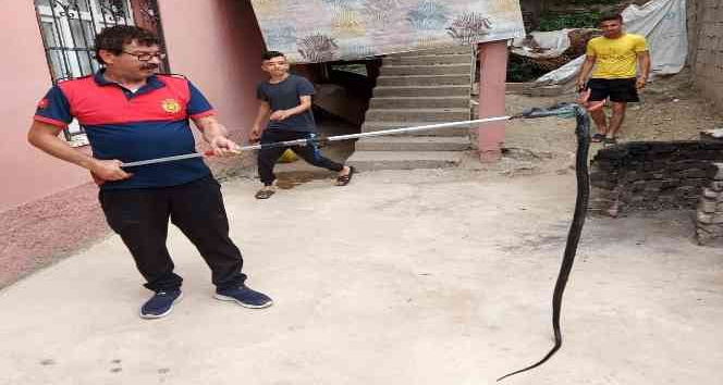 Osmaniye’de eve giren yılanı itfaiye yakaladı