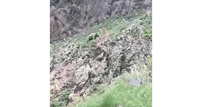 Vatandaşın ayıya söyledikleri gülümsetti