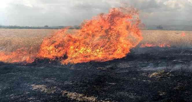 Buğday tarlası alev alev yandı, çiftçi mahsulü hasat ederek kurtarmaya çalıştı