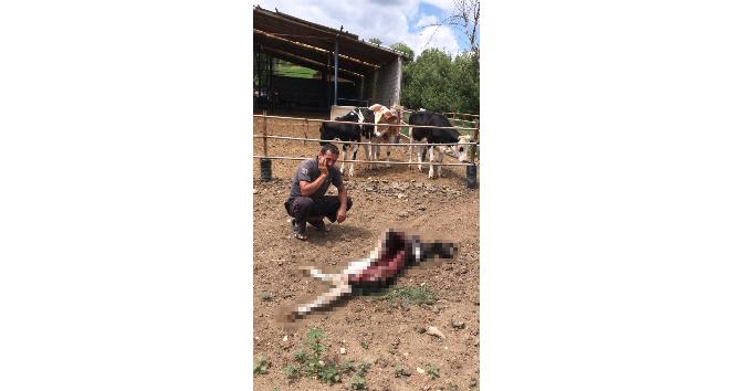 Karaman’da ahıra giren kurtlar buzağıyı yedi