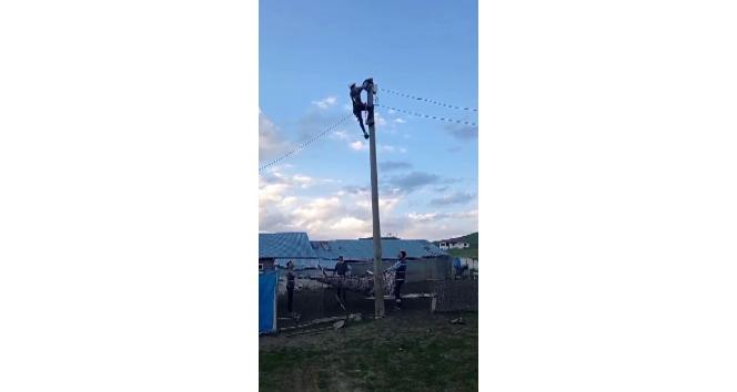Elektrik direğinde mahsur kalan kediyi ekipler kurtardı