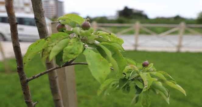 Melet meyve bahçesine dönüştü