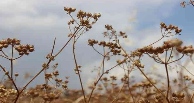 Kilis’te kişniş hasadı başladı