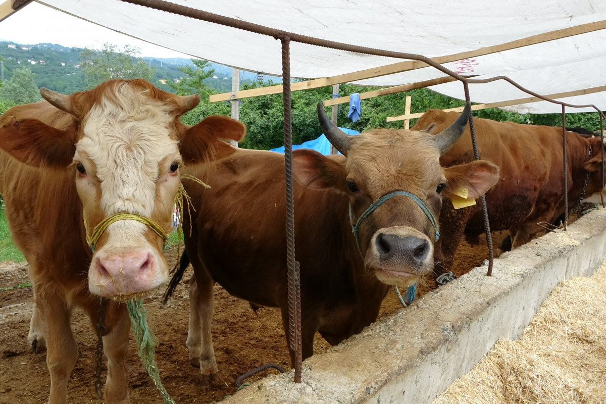 Kurbanlık hayvanlar pazara indi