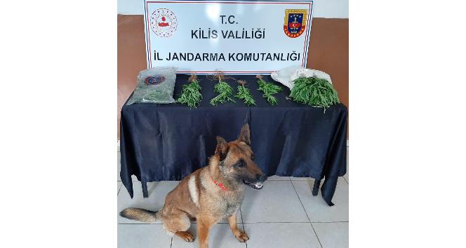 Kilis’te uyuşturucu operasyonu