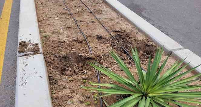 Cadde üzerindeki çiçeklere zarar veren şahıs gözaltına alındı