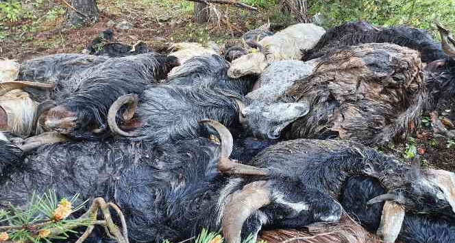 Keçi sürüsünün üzerine yaylada yıldırım düştü: 43 keçi telef oldu