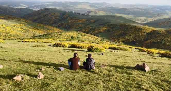 Perşembe Yaylası’nda orman gülleri ile renk cümbüşü