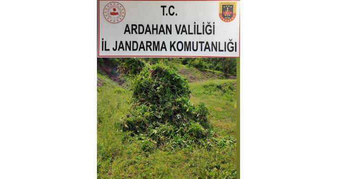 Kendiliğinden yetişen 5 bin 340 kök kenevir bitkisi imha edildi