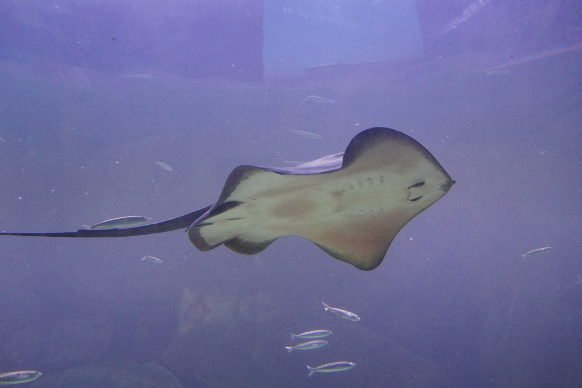 Keçiören’de Deniz Dünyası’nın yeni üyeleri minik vatozlar